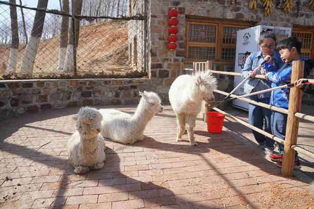 春暖花开，万物可爱，葫芦岛葫芦古镇带你感触春天的到来！